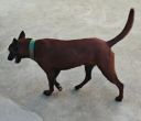 家养纯血红马犬，不想养了，有需要的电话联系15537762 ... ...
