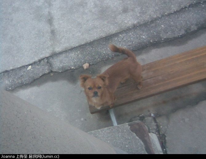 狗狗.jpg