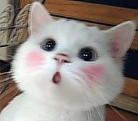 猫咪.gif