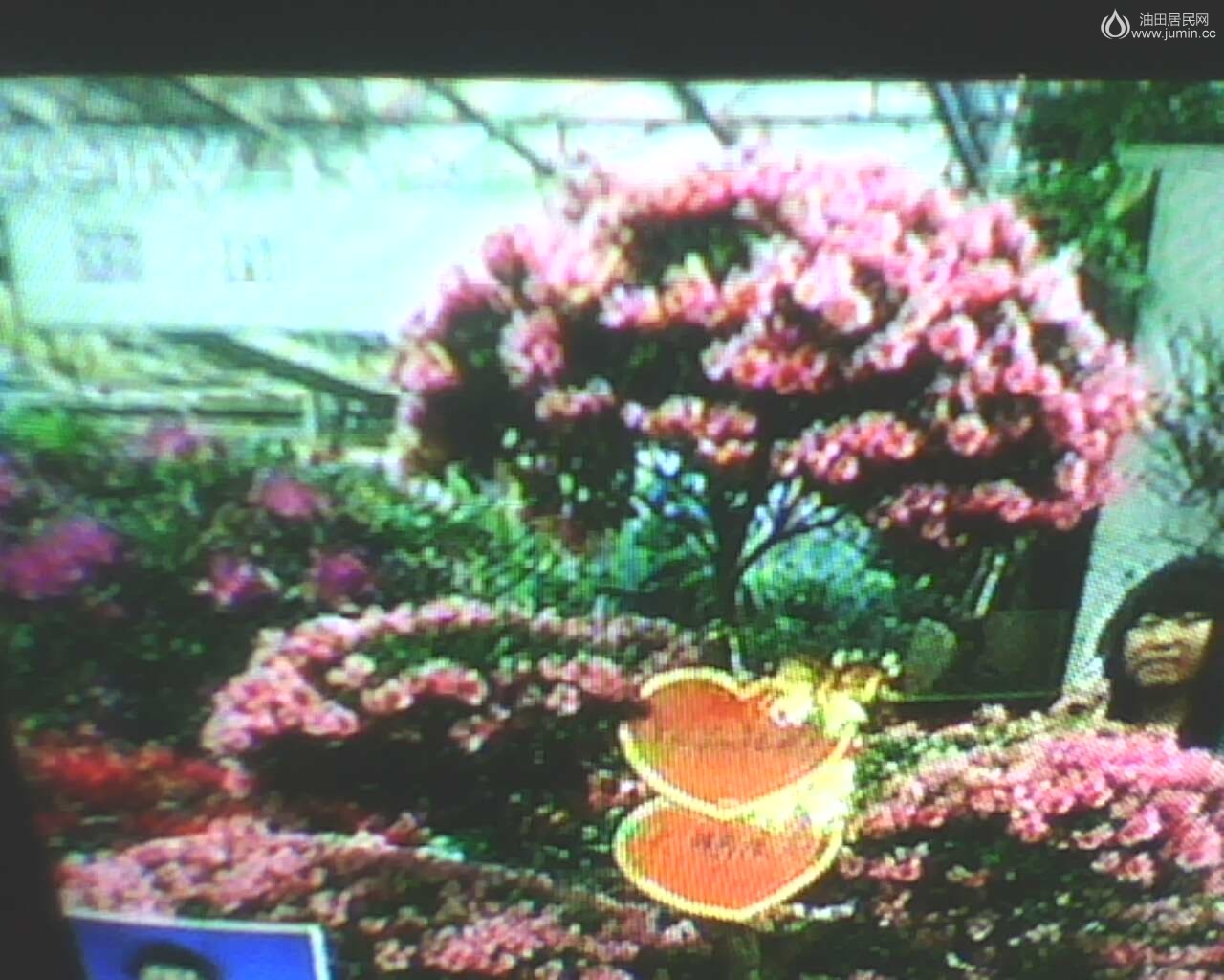 IMG7477A节花一.jpg