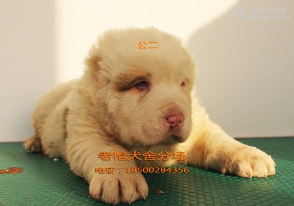 公2.jpg