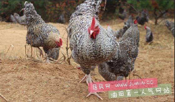 刨花公鸡