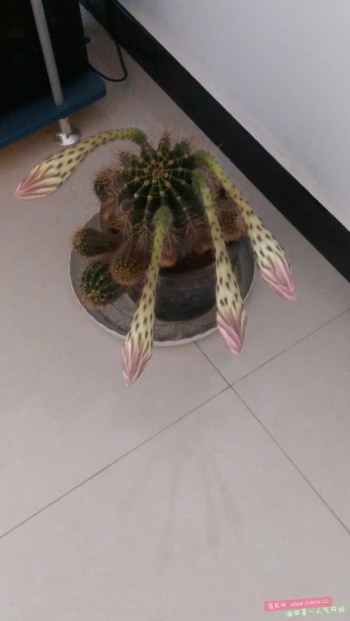 IMG20160520124302.jpg