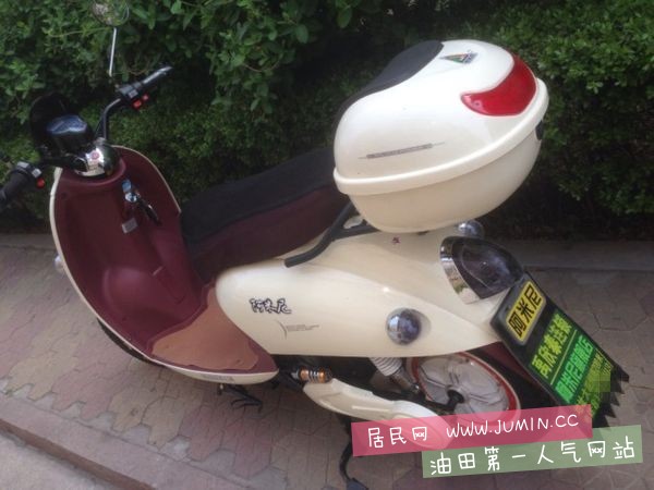 阿米尼小龟图1.jpg
