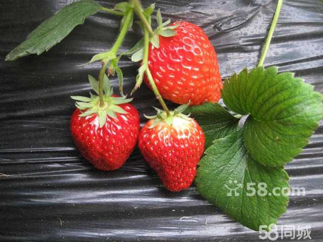 n_1580492316361242.jpg