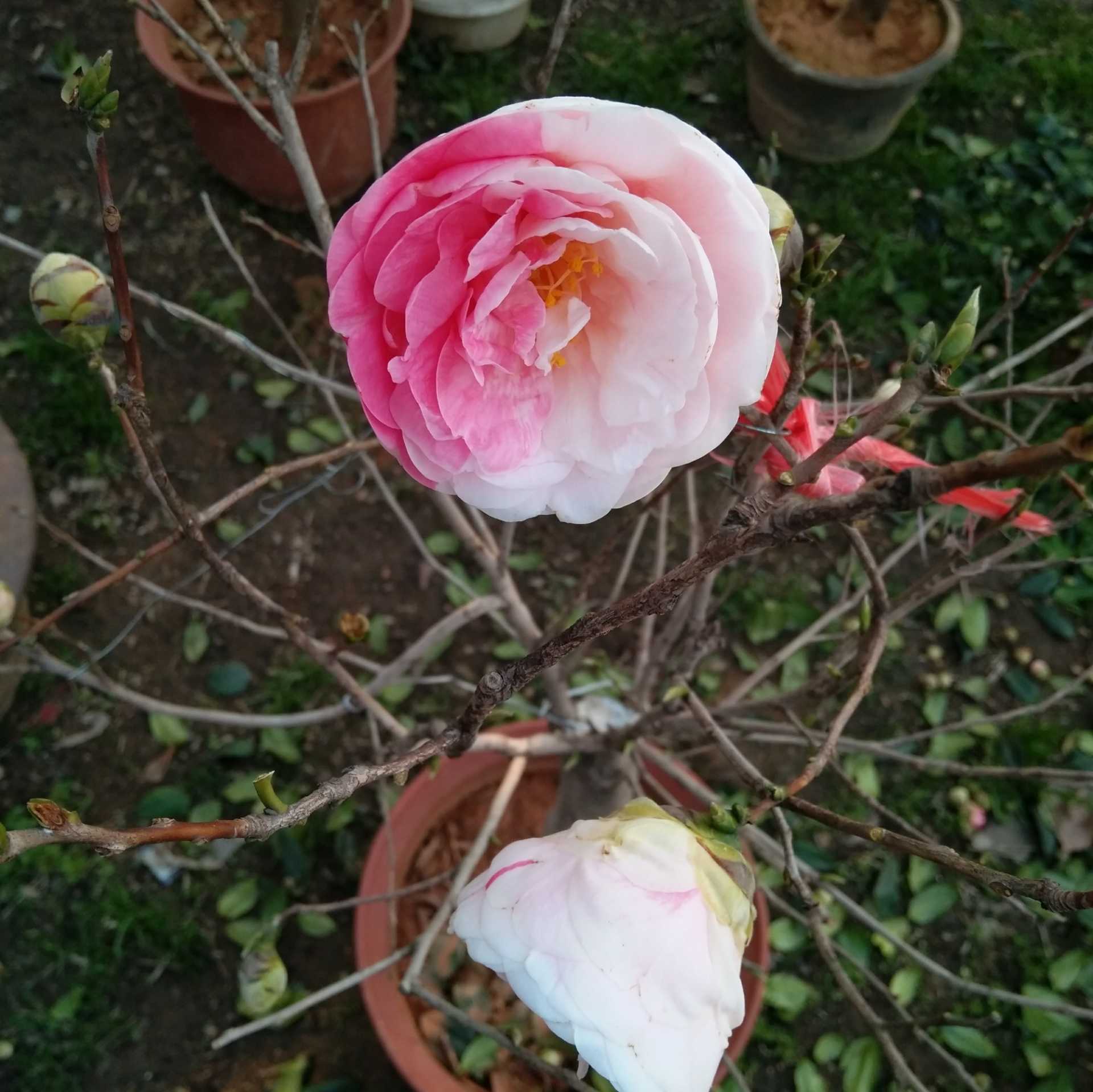 IMG_20170308_165253.jpg