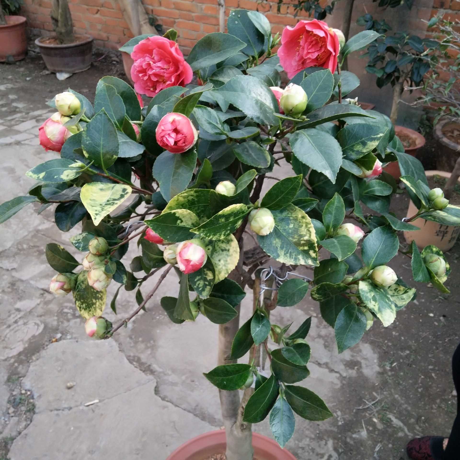 IMG_20170303_164555.jpg