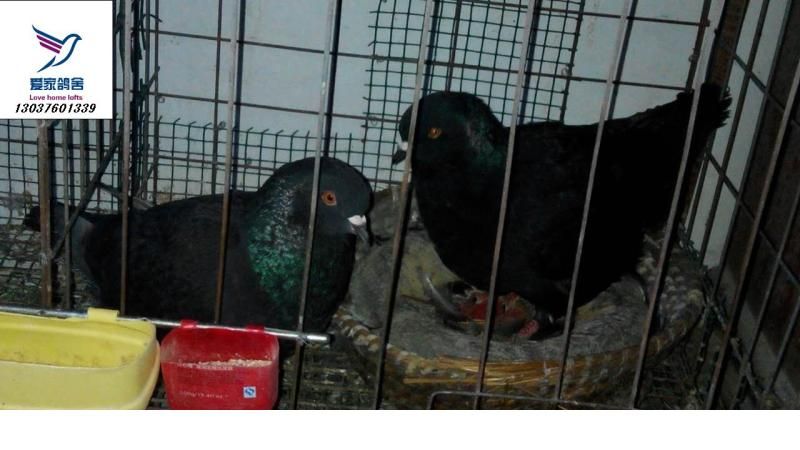 ZRVO%(TWS%T~B0)T6IDA[PW.jpg