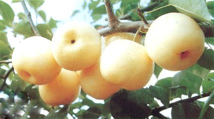 g0_9870190.jpg
