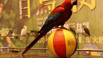 6f3cd926e0385efd154e3d7fe0fa3f05.gif