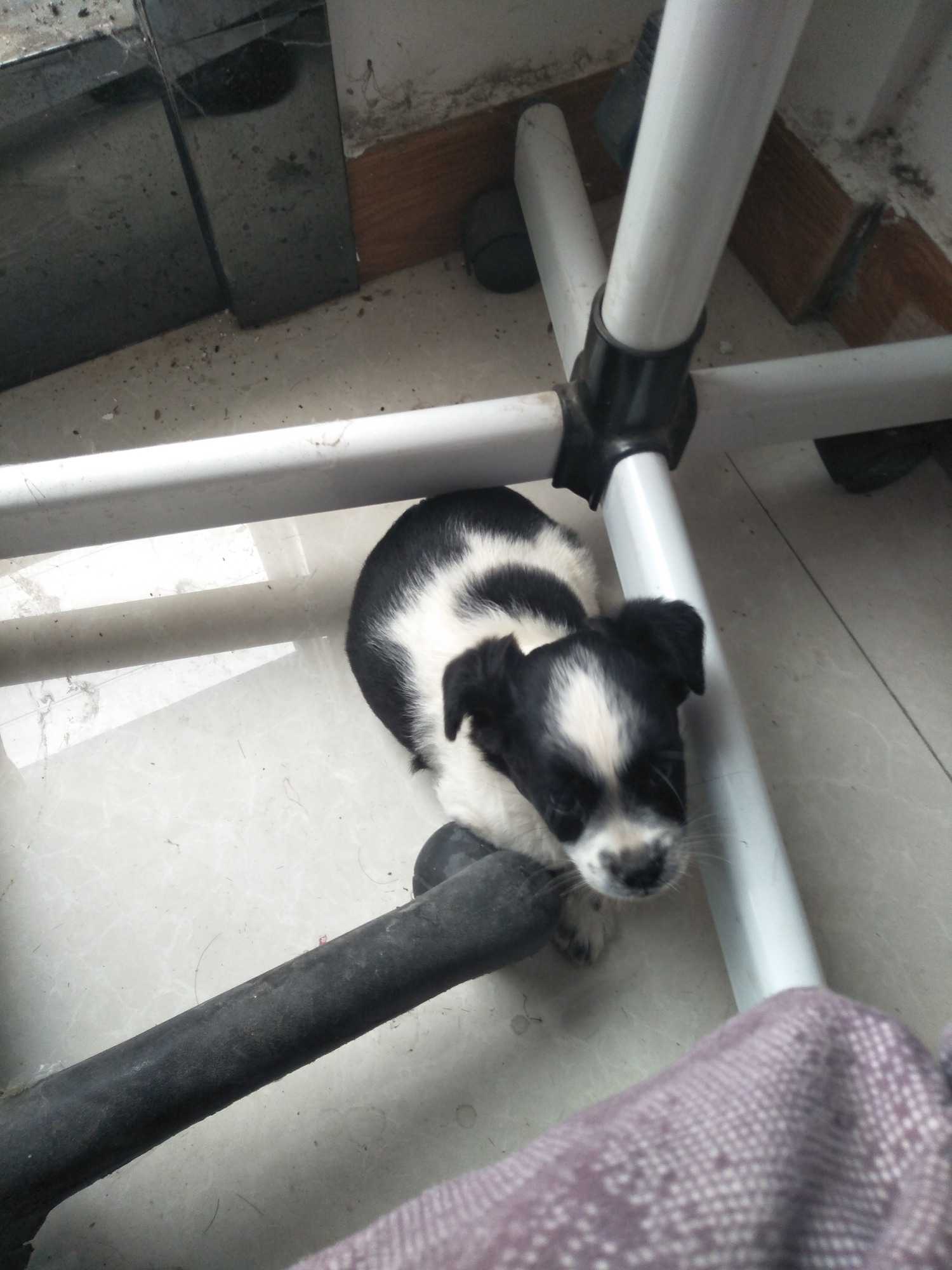 二月大边境牧羊犬