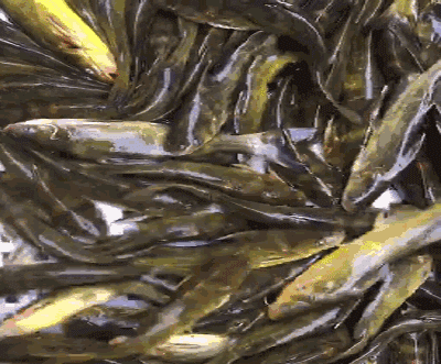 406fa5032d1fc7ff8b9833f541a2eaee.gif