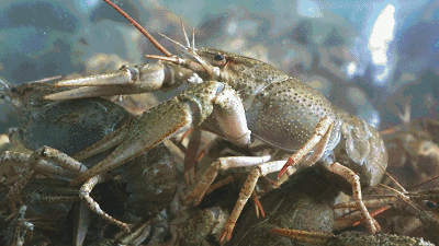 6d338ab4558540d8abda3e872eb6d6f6.gif