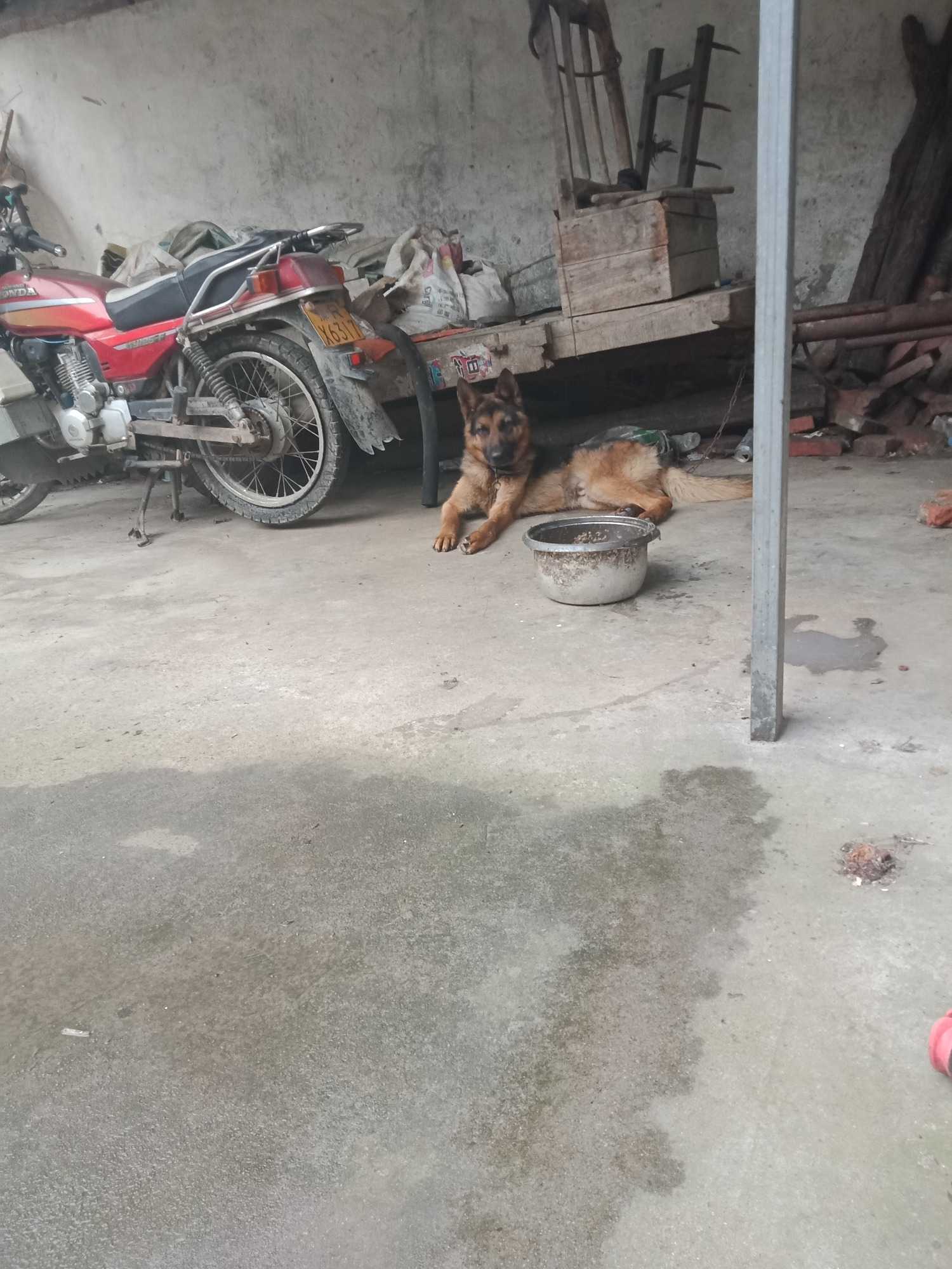 出售牧羊犬