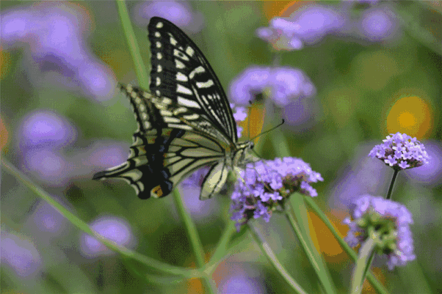 abefcb41a801391175df0e4b464365df.gif