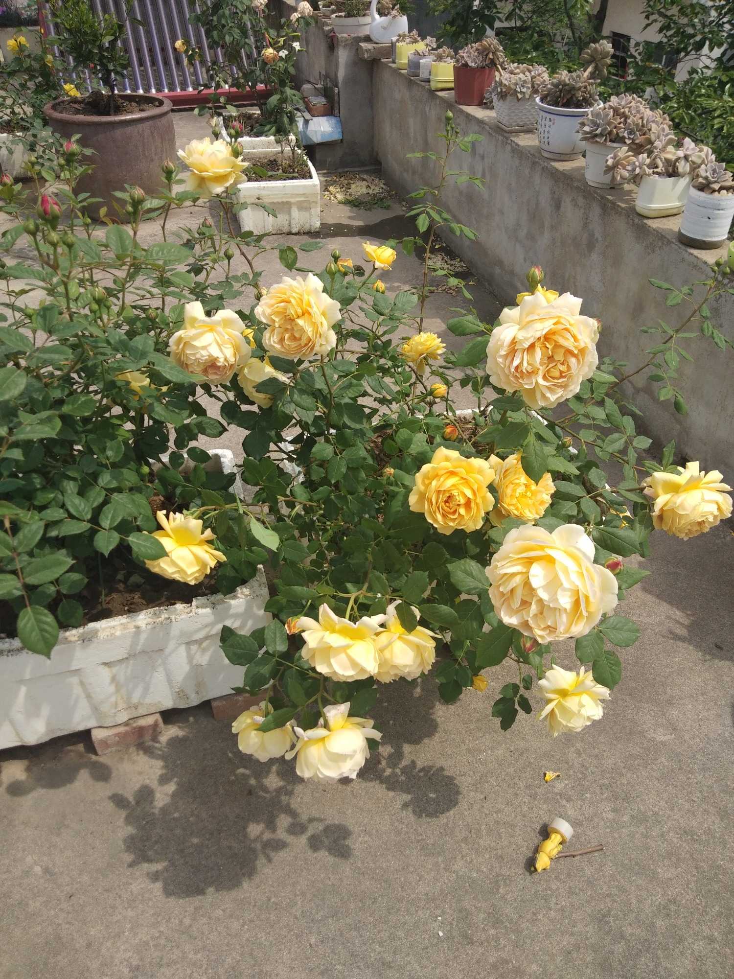 1587610270260.jpg