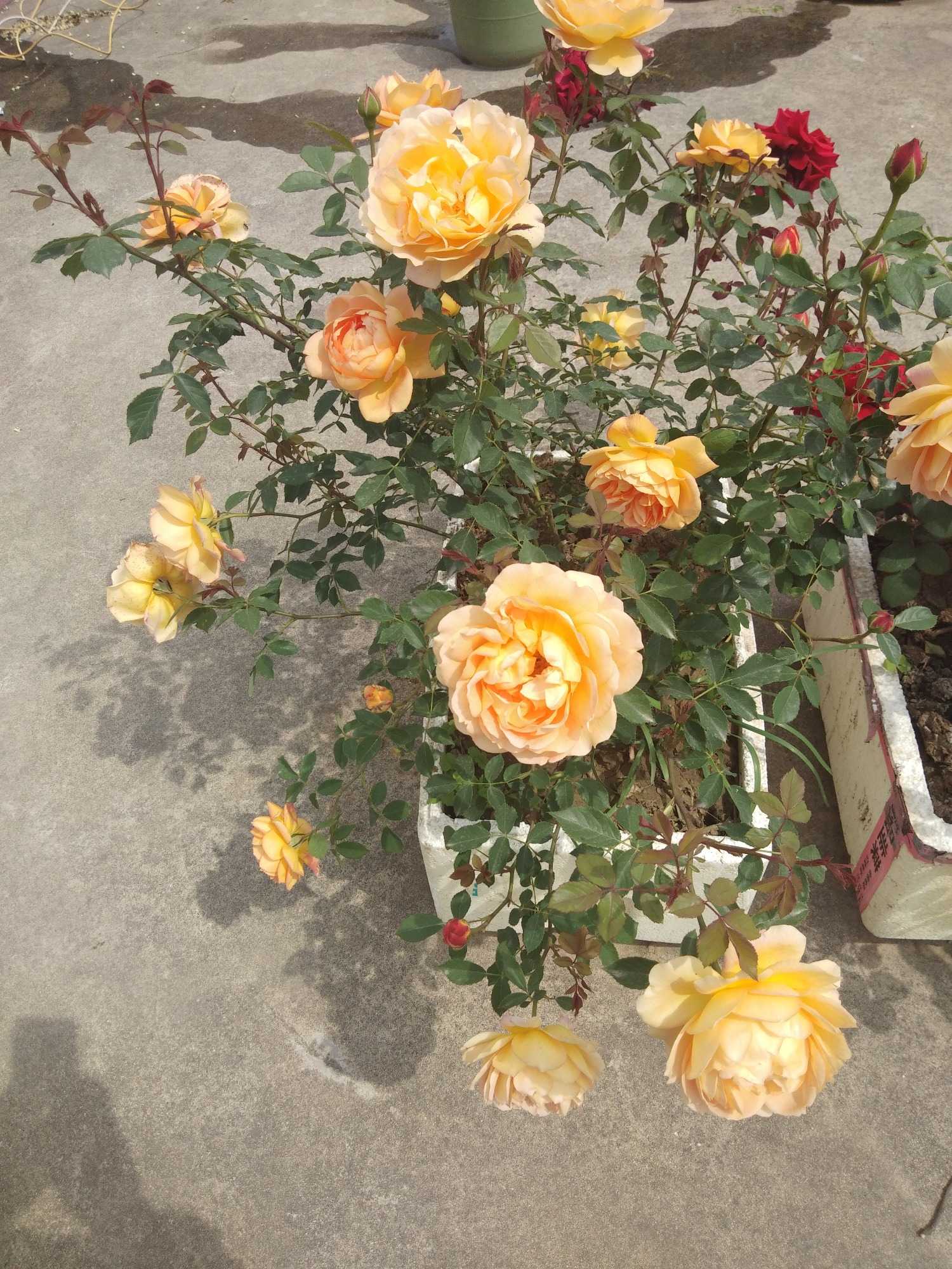 1587610350343.jpg