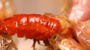 fc3dc6ffe11a3ed28c1d12e3ab0de716.gif