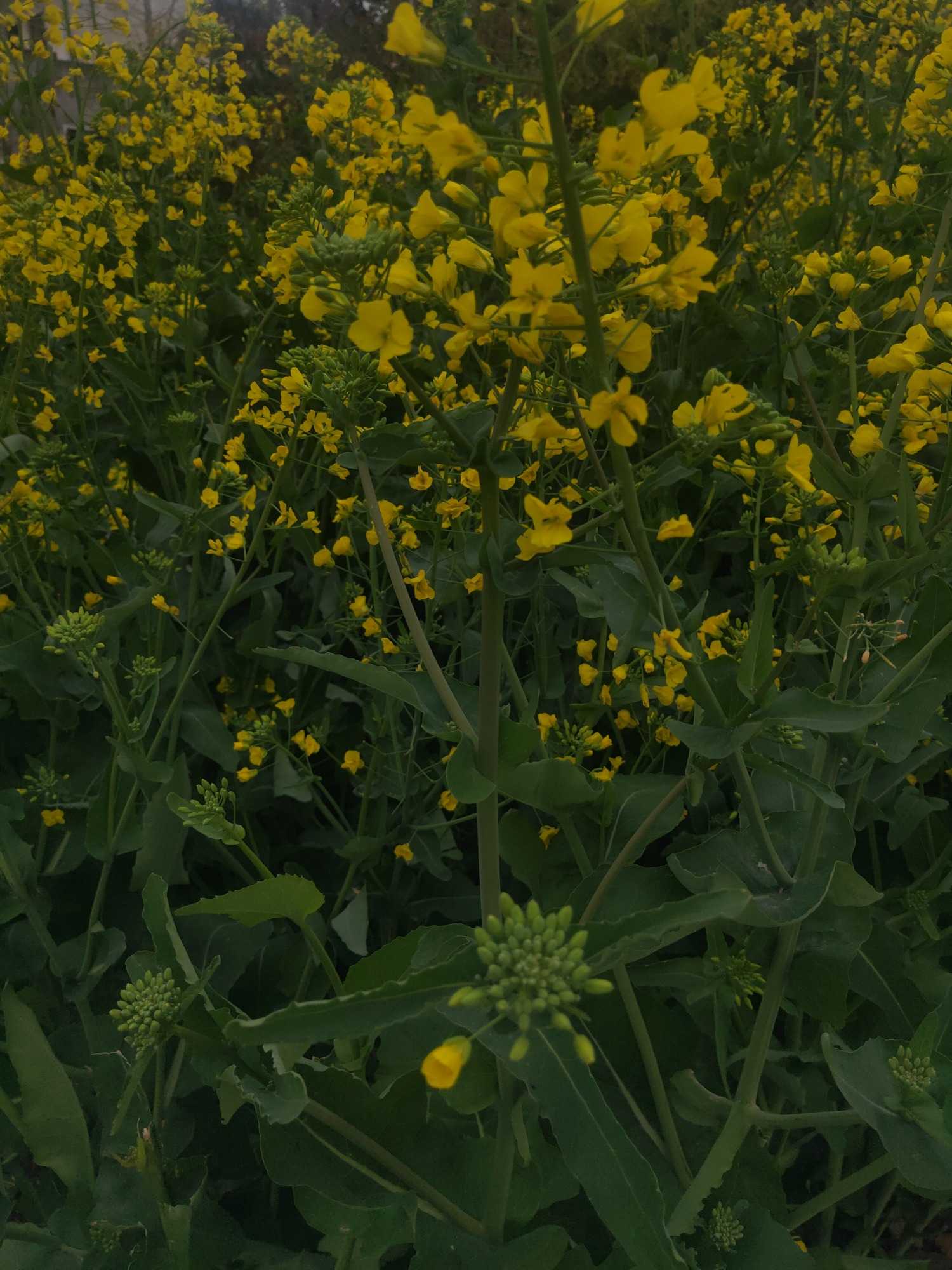 IMG20210323083456.jpg